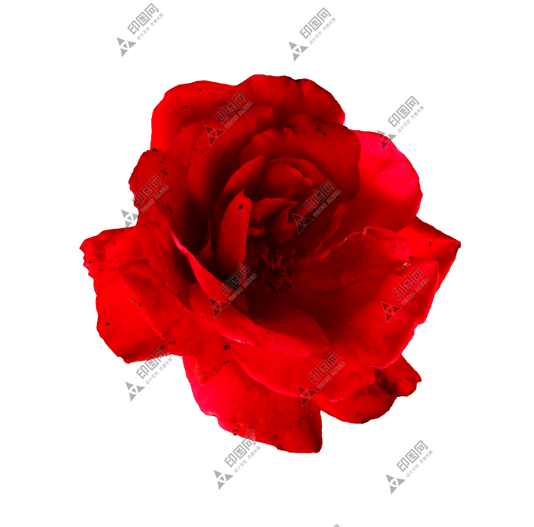 玫瑰_薔薇_花朵_花_玫瑰花_rose_rose