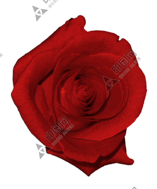 玫瑰_蔷薇_花朵_花_玫瑰花_rose_rose