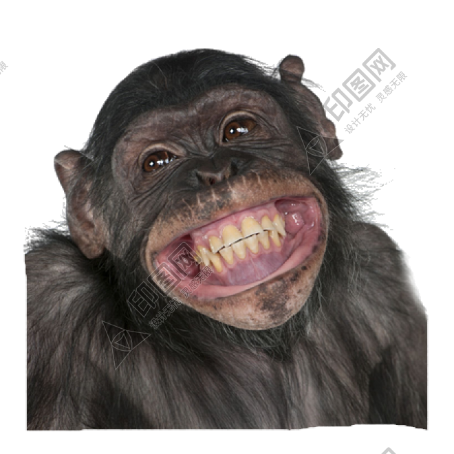 猴子_猴_monkey_monkey