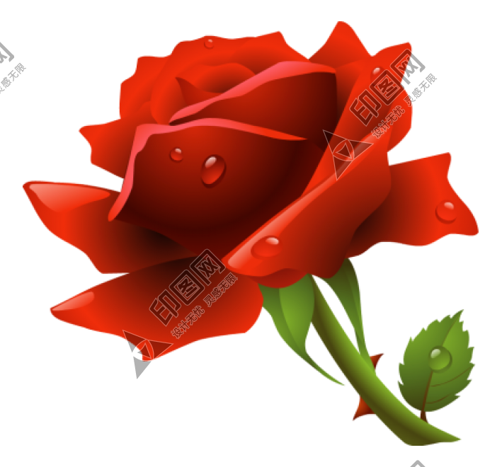 玫瑰_薔薇_花朵_花_玫瑰花_rose_rose