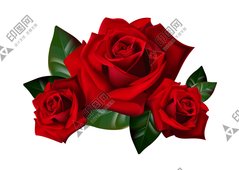 玫瑰_蔷薇_花朵_花_玫瑰花_rose_rose