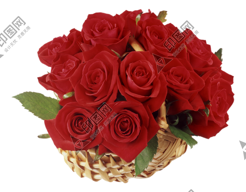 玫瑰_薔薇_花朵_花_玫瑰花_rose_rose