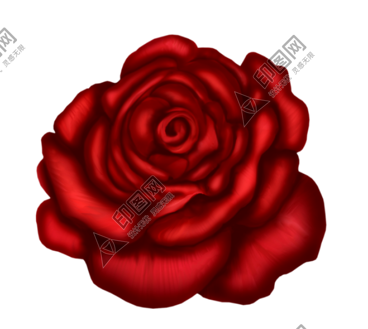 玫瑰_薔薇_花朵_花_玫瑰花_rose_rose