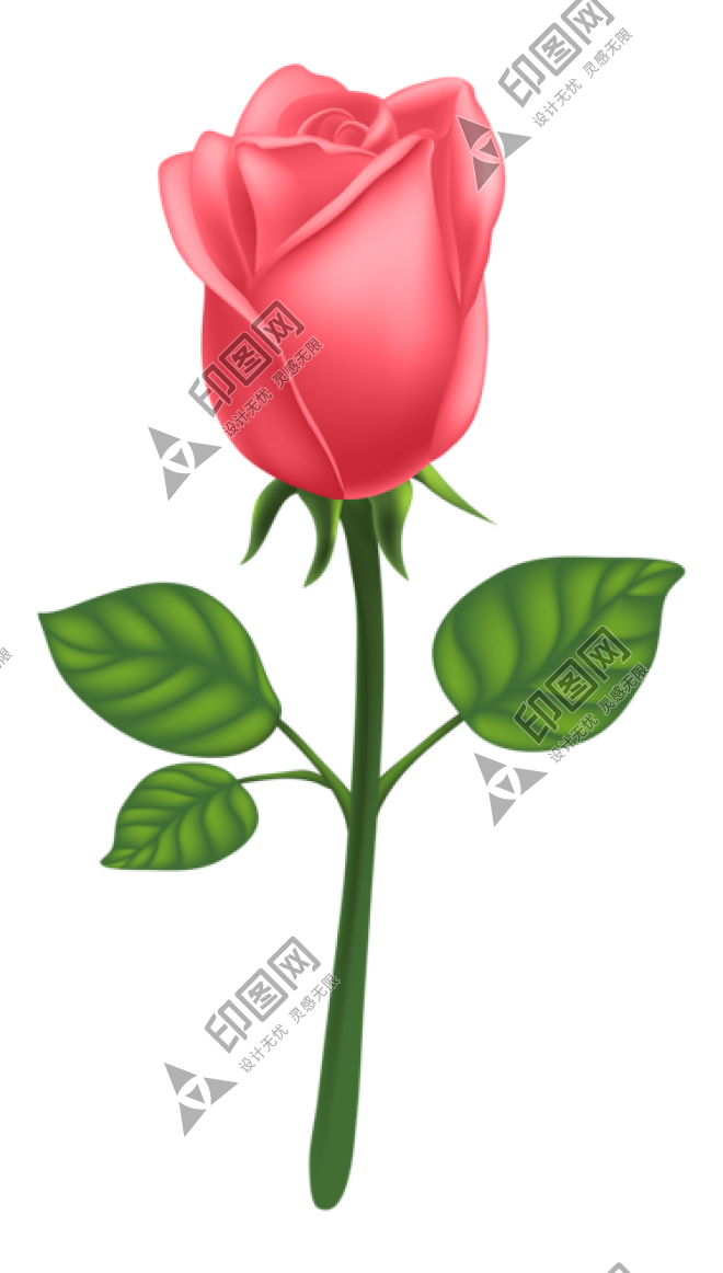 玫瑰_蔷薇_花朵_花_玫瑰花_rose_rose