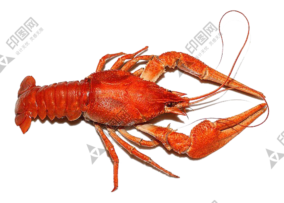 紅色_龍蝦_小龍蝦_蝦_lobster_lobster