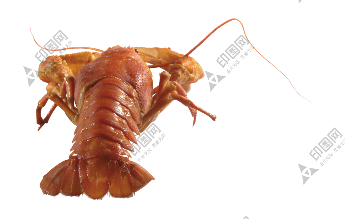紅色_龍蝦_小龍蝦_蝦_lobster_lobster