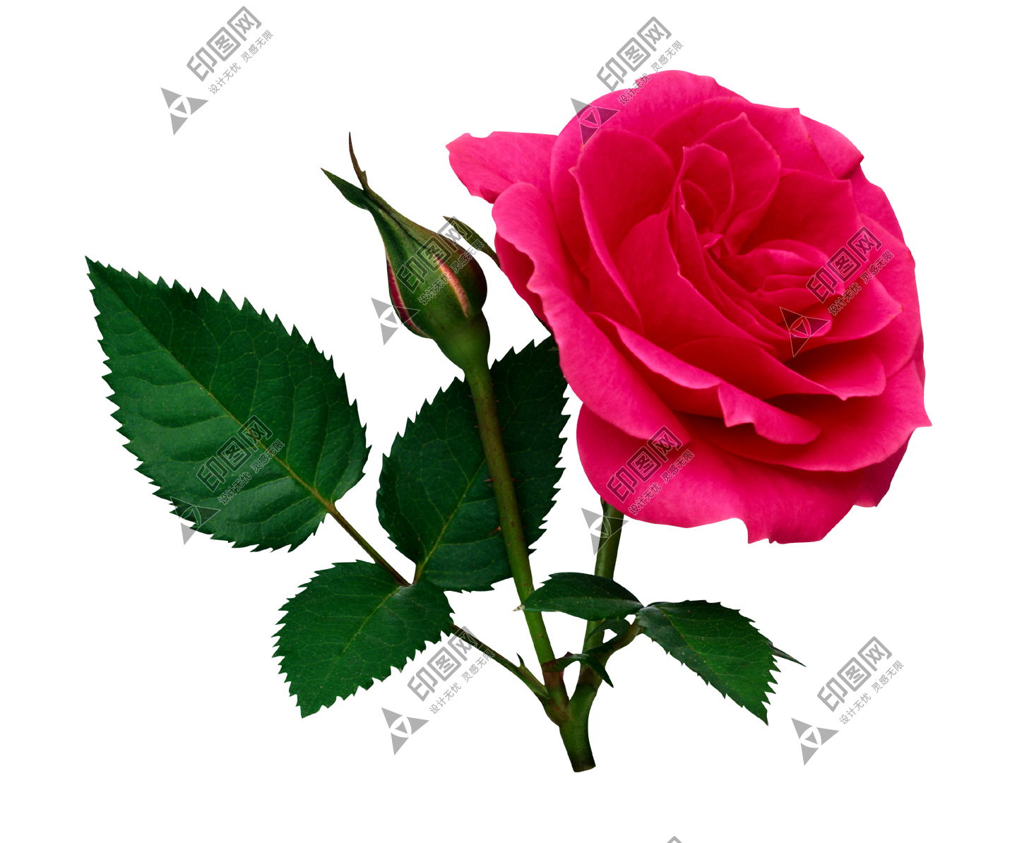 玫瑰_蔷薇_花朵_花_玫瑰花_rose_rose