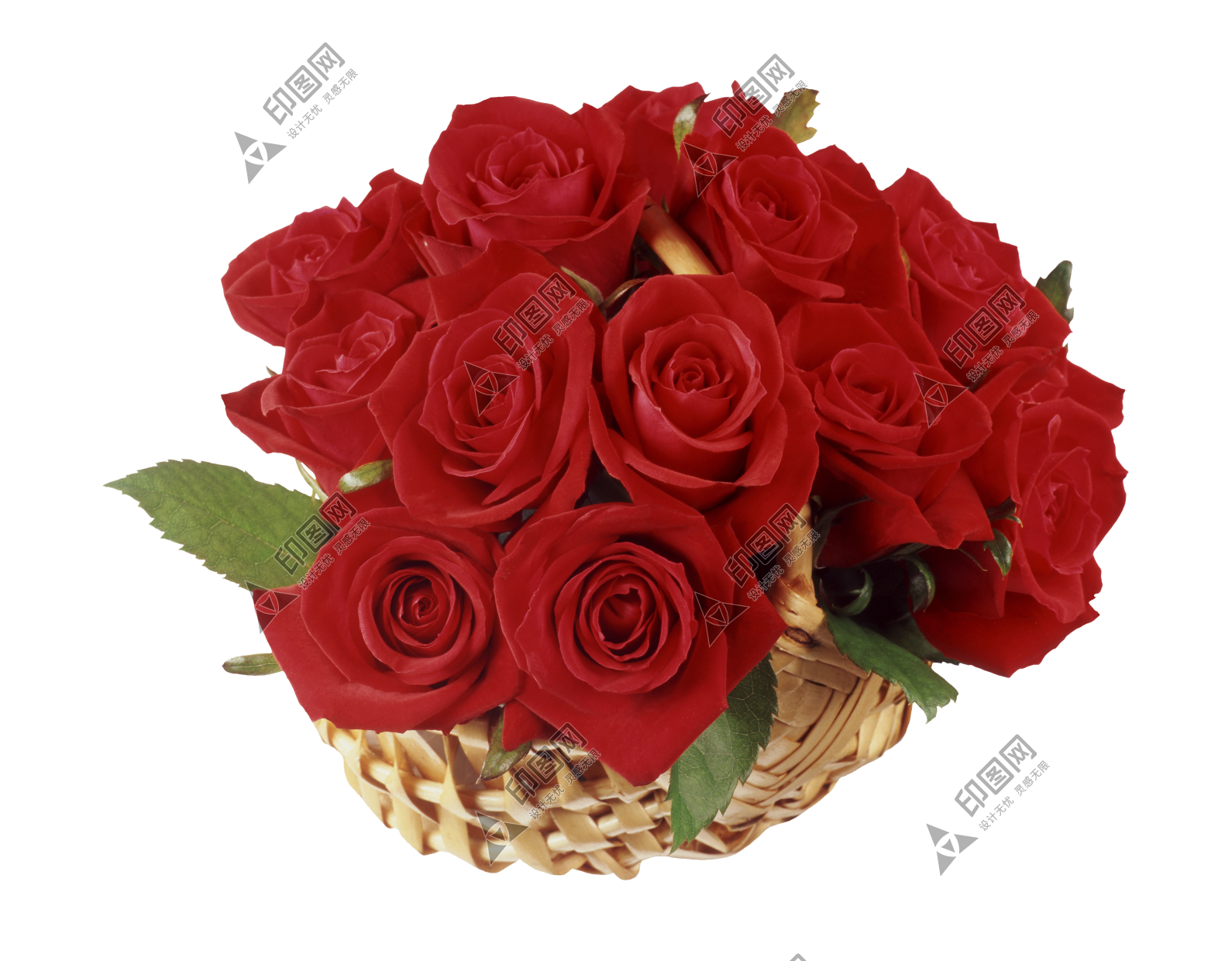 玫瑰_蔷薇_花朵_花_玫瑰花_rose_rose