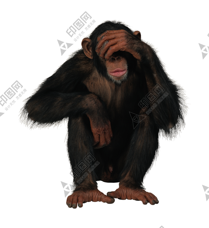 猴子_猴_monkey_monkey