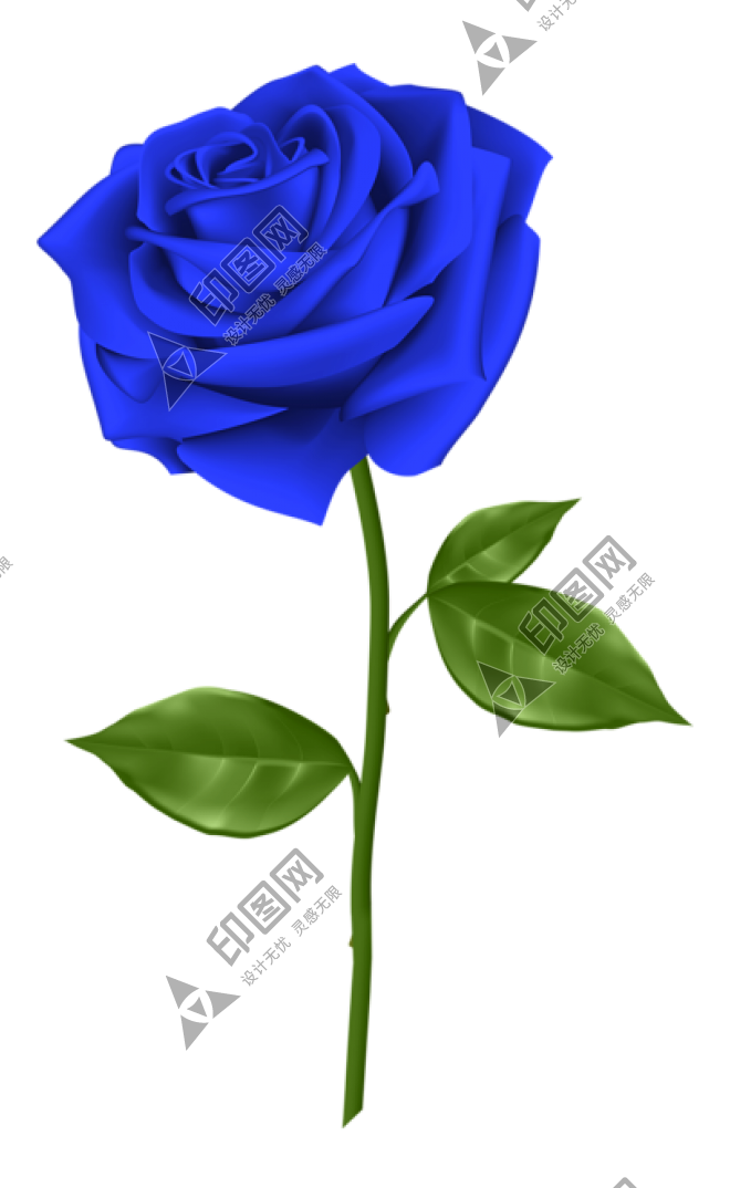 玫瑰_蔷薇_花朵_花_玫瑰花_rose_rose