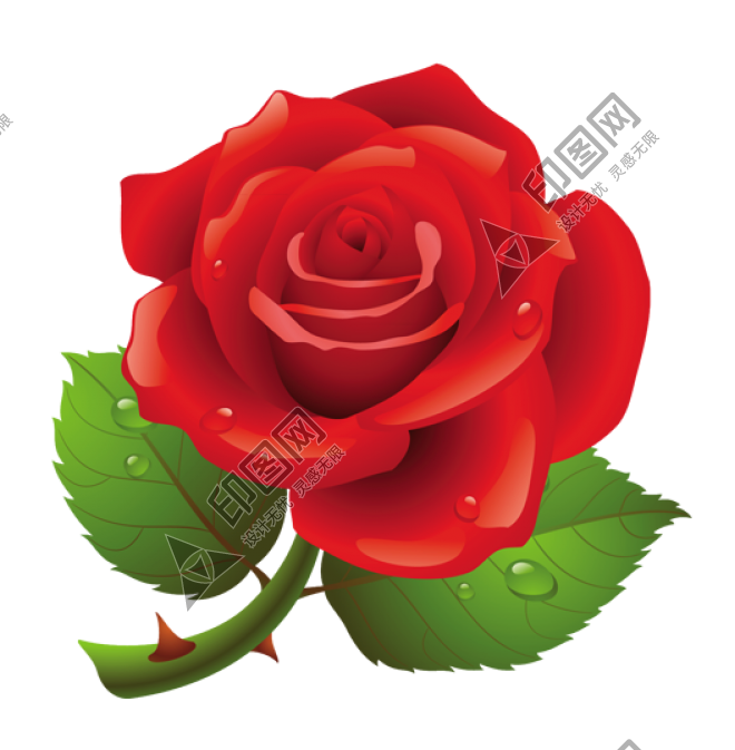 玫瑰_薔薇_花朵_花_玫瑰花_rose_rose