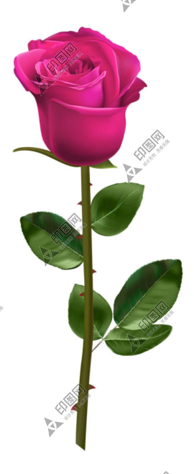 玫瑰_薔薇_花朵_花_玫瑰花_rose_rose