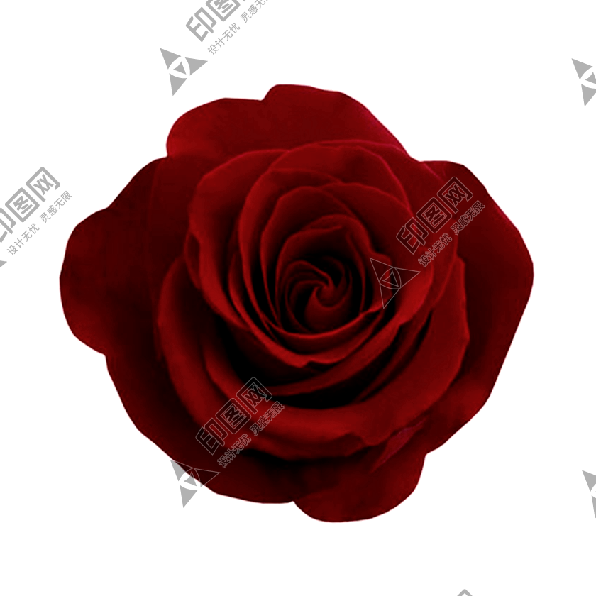 玫瑰_薔薇_花朵_花_玫瑰花_rose_rose