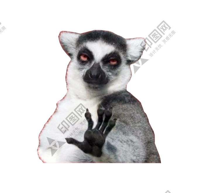 狐猴_猴子_lemur_lemur