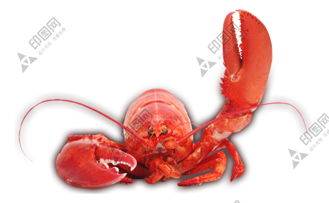 紅色_龍蝦_小龍蝦_蝦_lobster_lobster