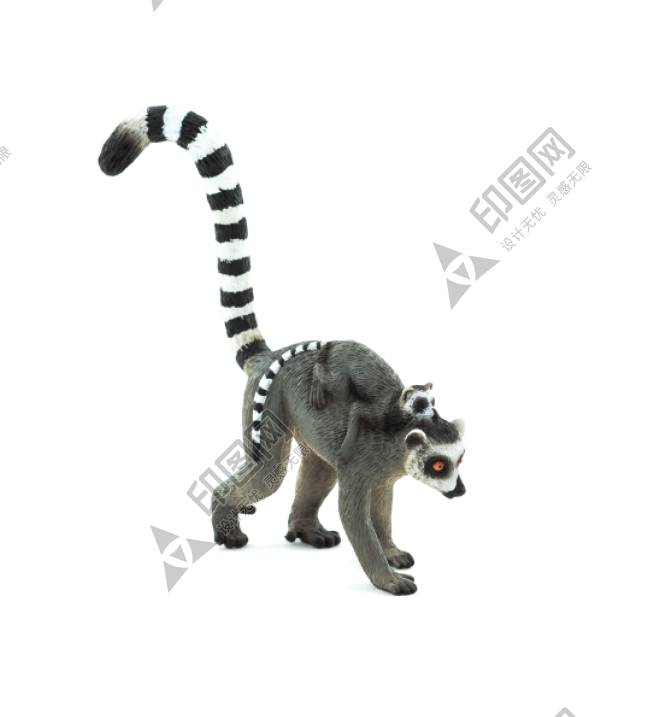 狐猴_猴子_lemur_lemur