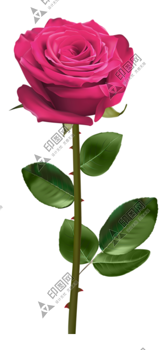 玫瑰_薔薇_花朵_花_玫瑰花_rose_rose