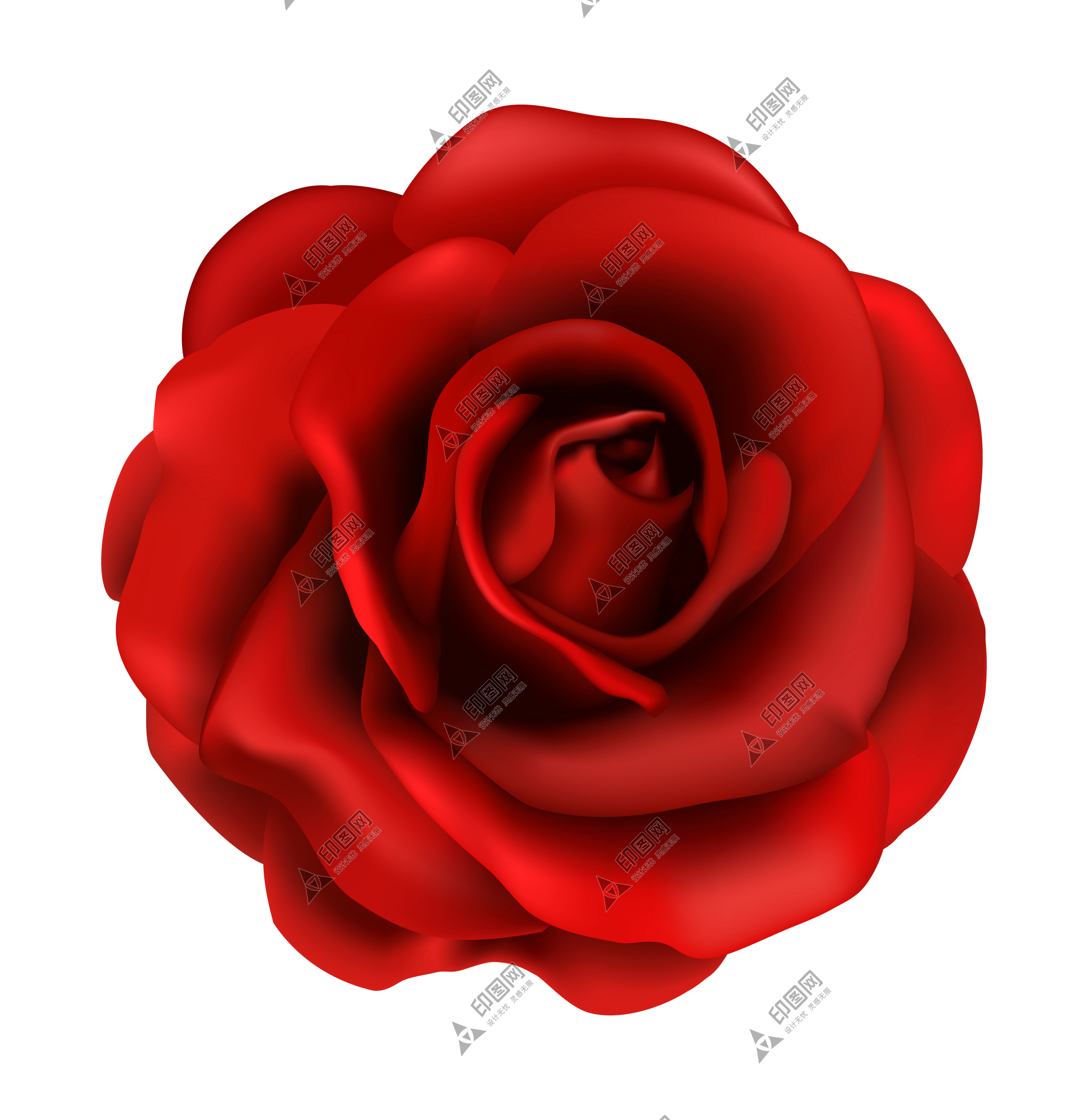 玫瑰_薔薇_花朵_花_玫瑰花_rose_rose