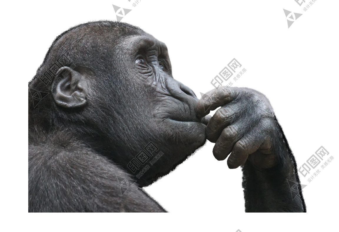 猴子_猴_monkey_monkey