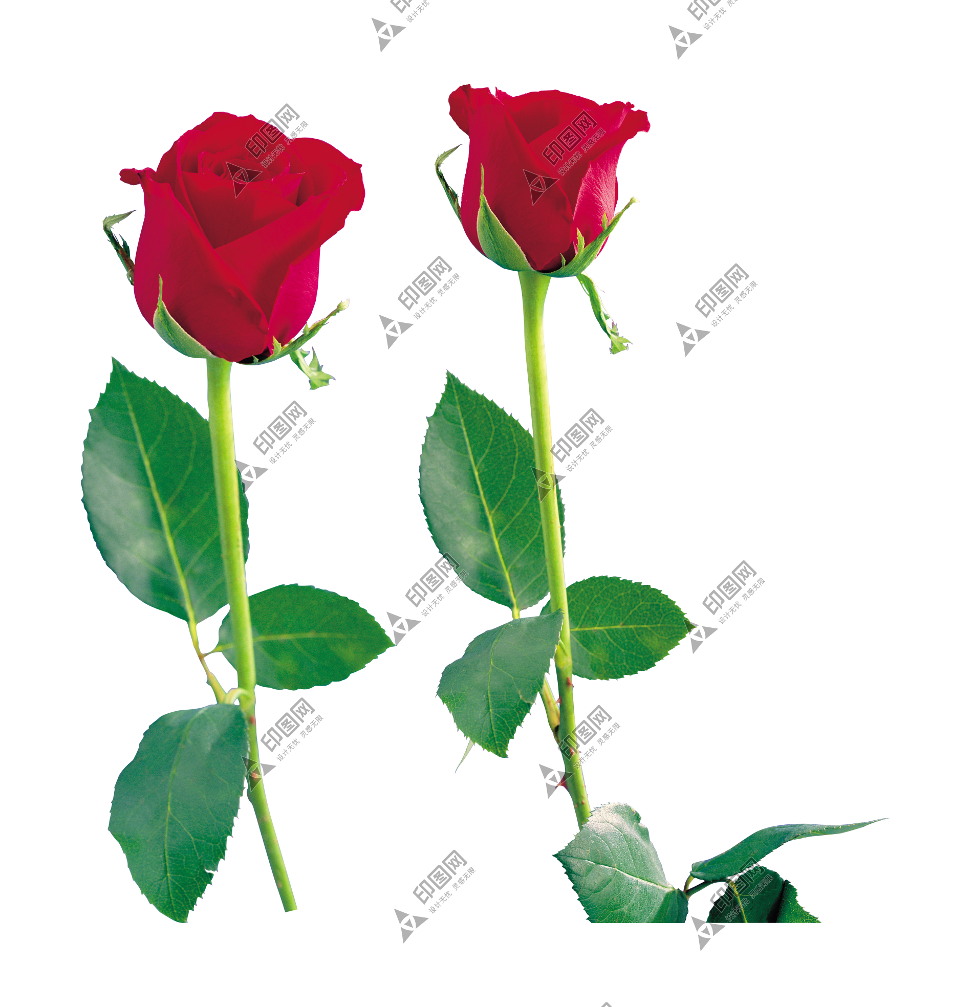 玫瑰_蔷薇_花朵_花_玫瑰花_rose_rose
