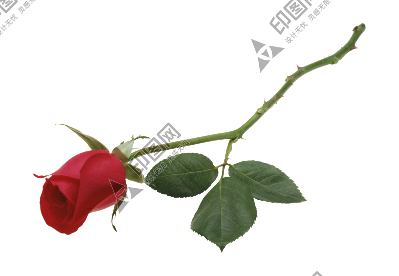 玫瑰_蔷薇_花朵_花_玫瑰花_rose_rose