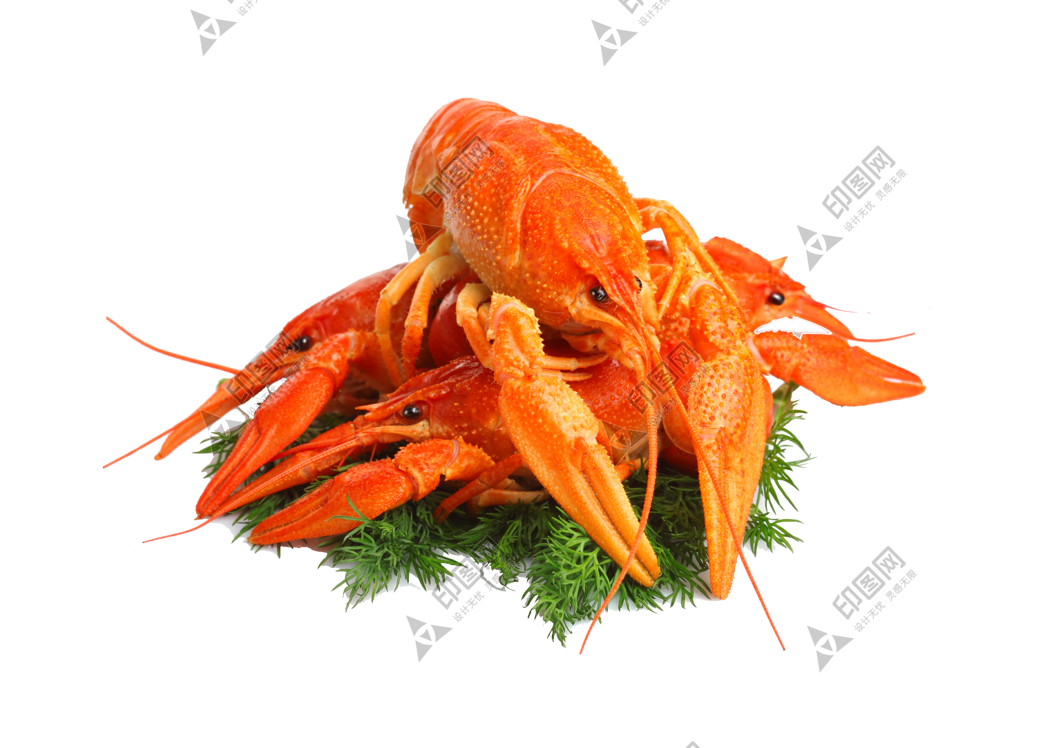 红色_龙虾_小龙虾_虾_lobster_lobster