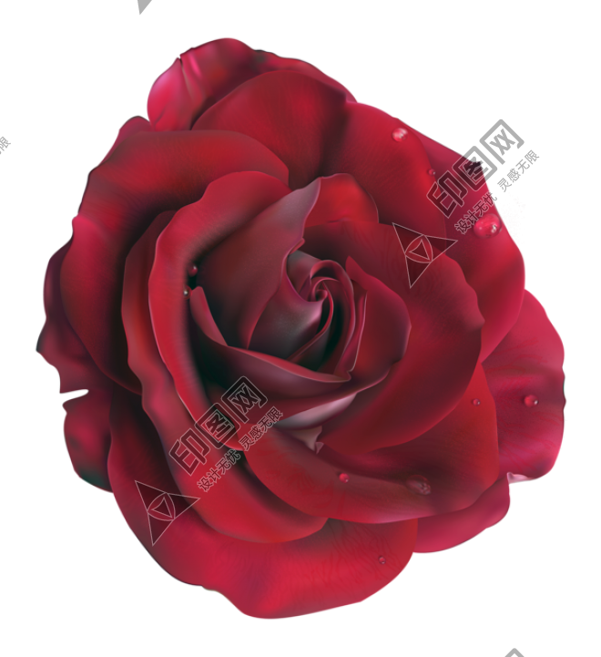 玫瑰_蔷薇_花朵_花_玫瑰花_rose_rose