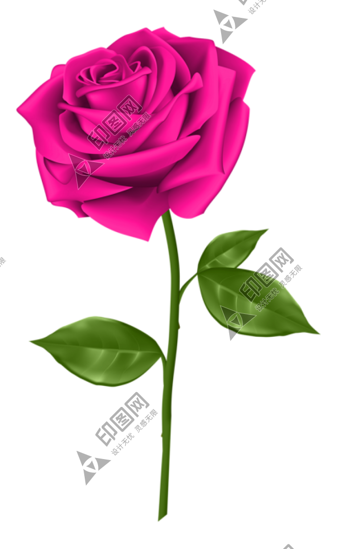 玫瑰_薔薇_花朵_花_玫瑰花_rose_rose
