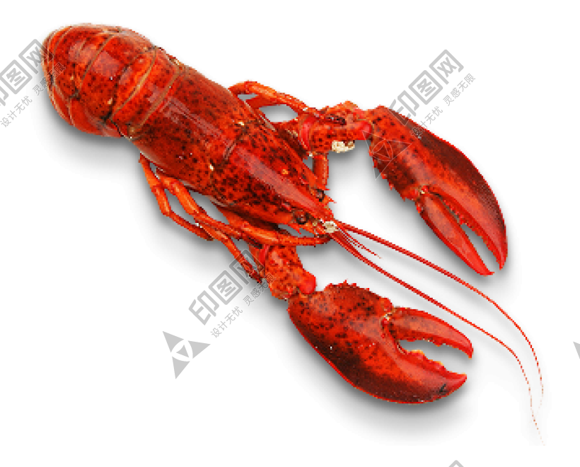 紅色_龍蝦_小龍蝦_蝦_lobster_lobster