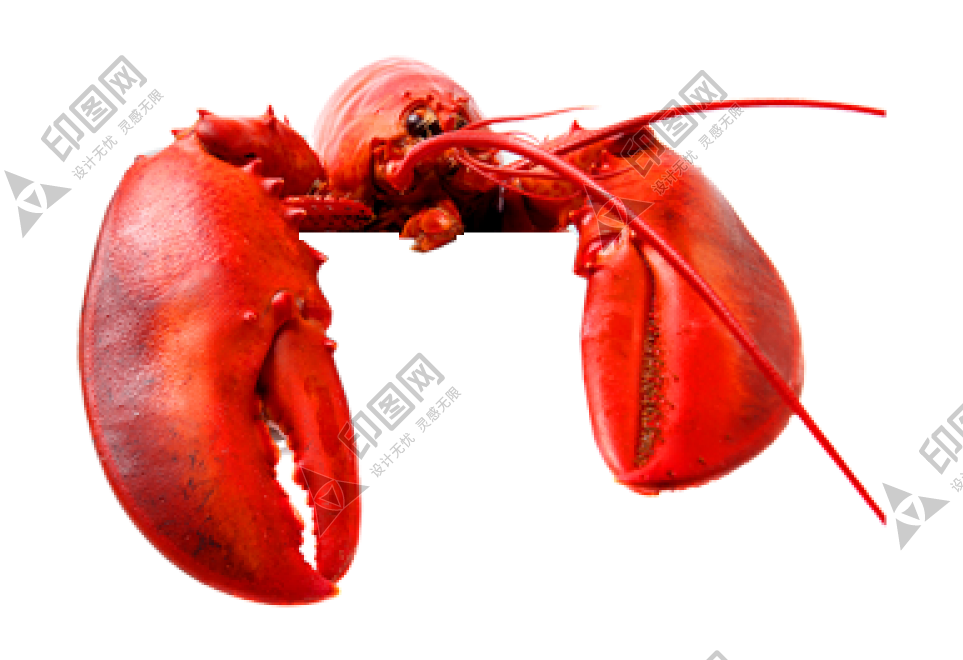 红色_龙虾_小龙虾_虾_lobster_lobster