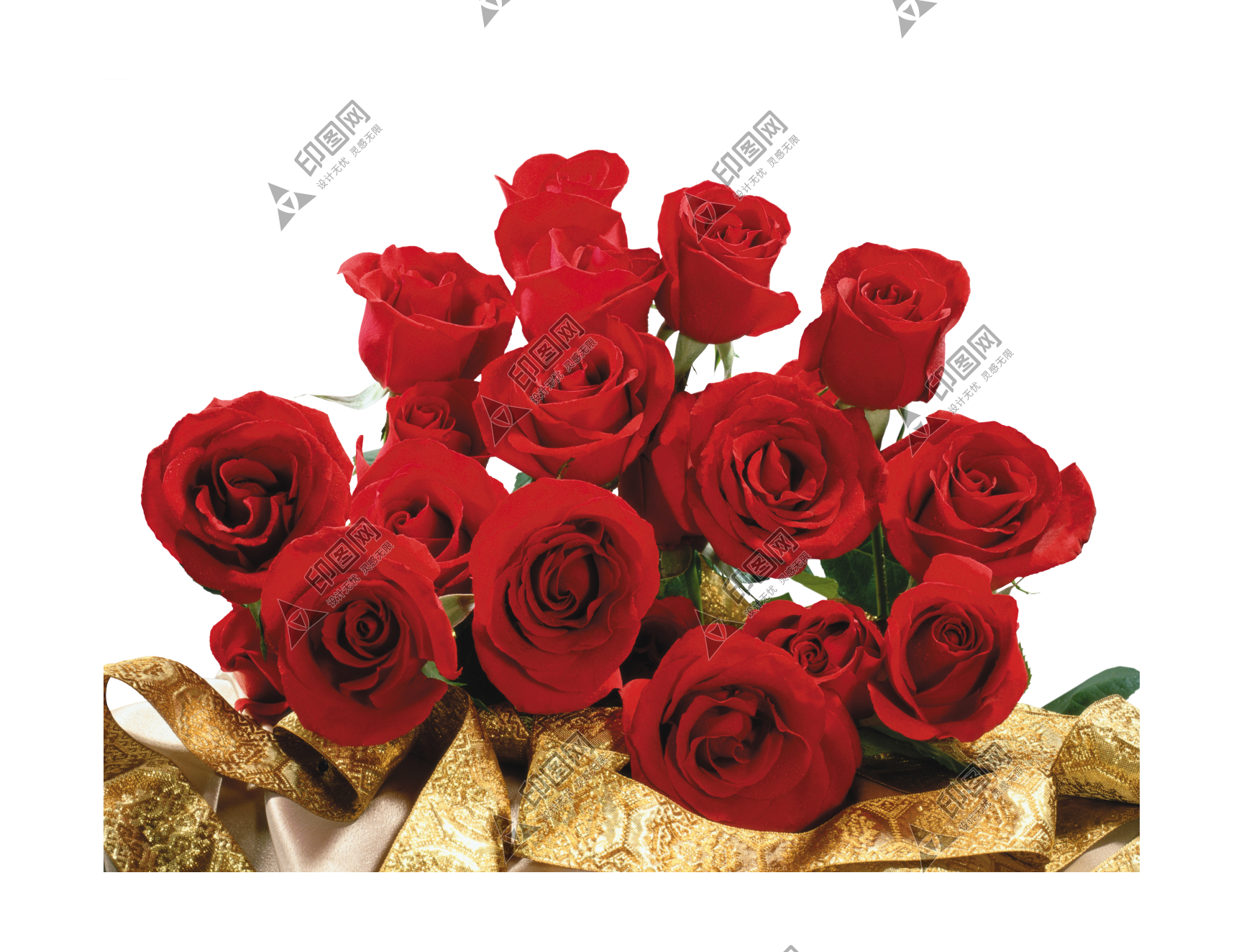 玫瑰_蔷薇_花朵_花_玫瑰花_rose_rose