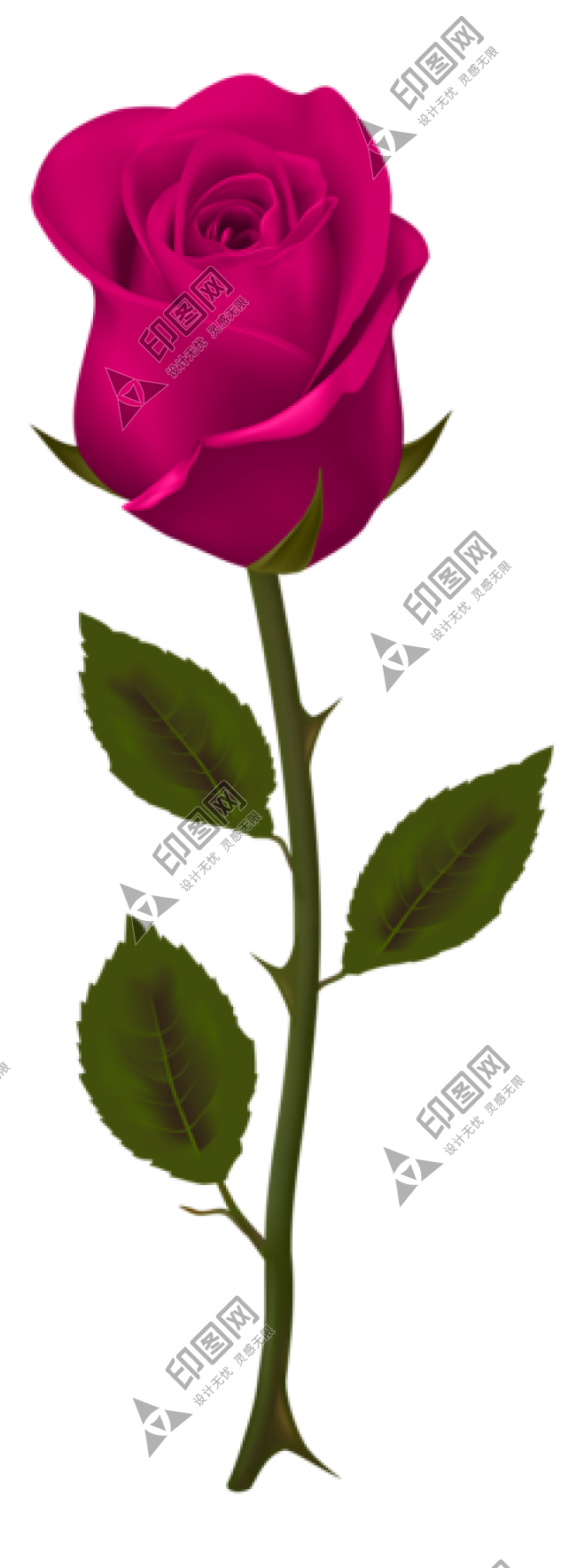 玫瑰_蔷薇_花朵_花_玫瑰花_rose_rose