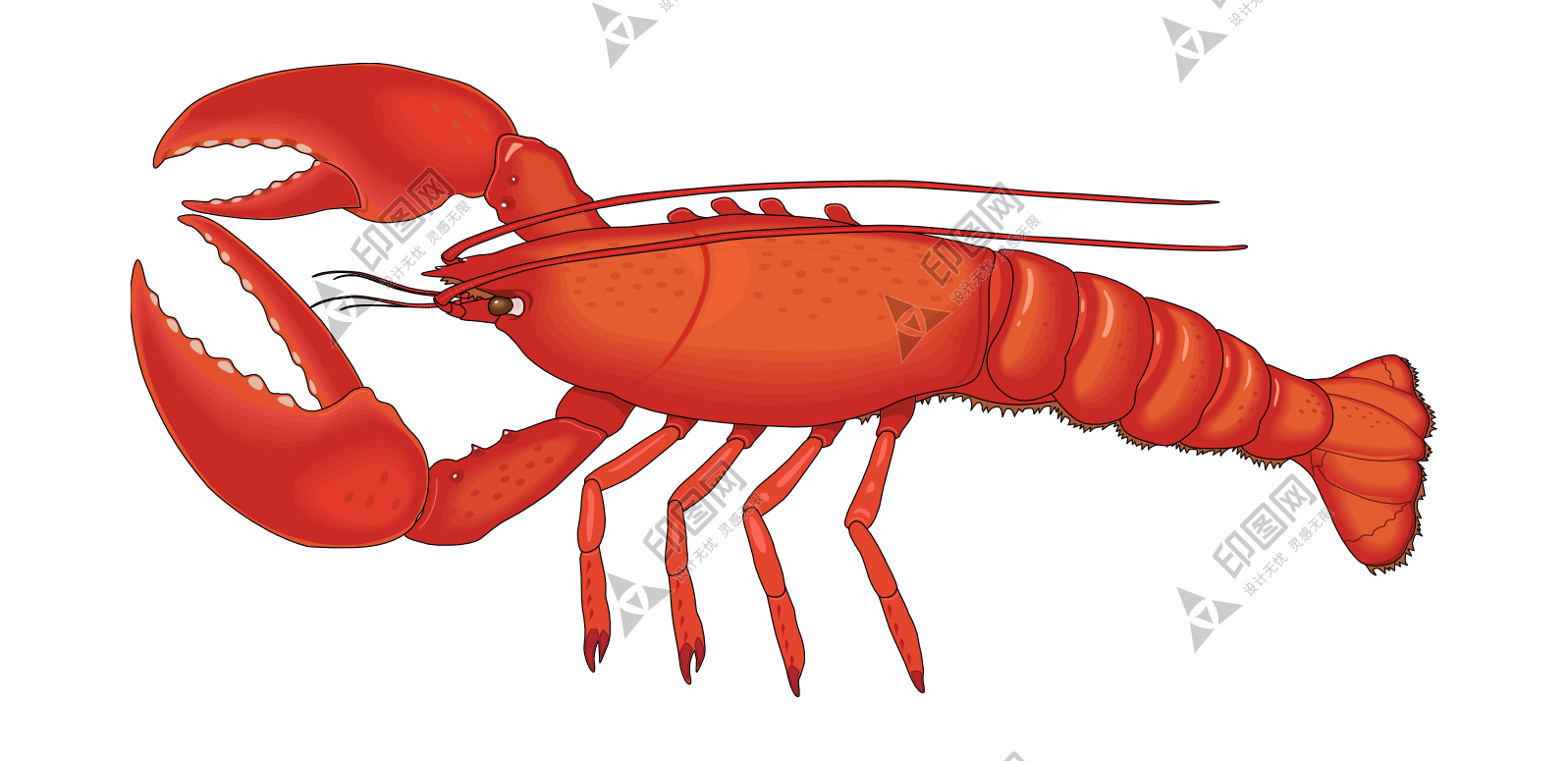 紅色_龍蝦_小龍蝦_蝦_lobster_lobster