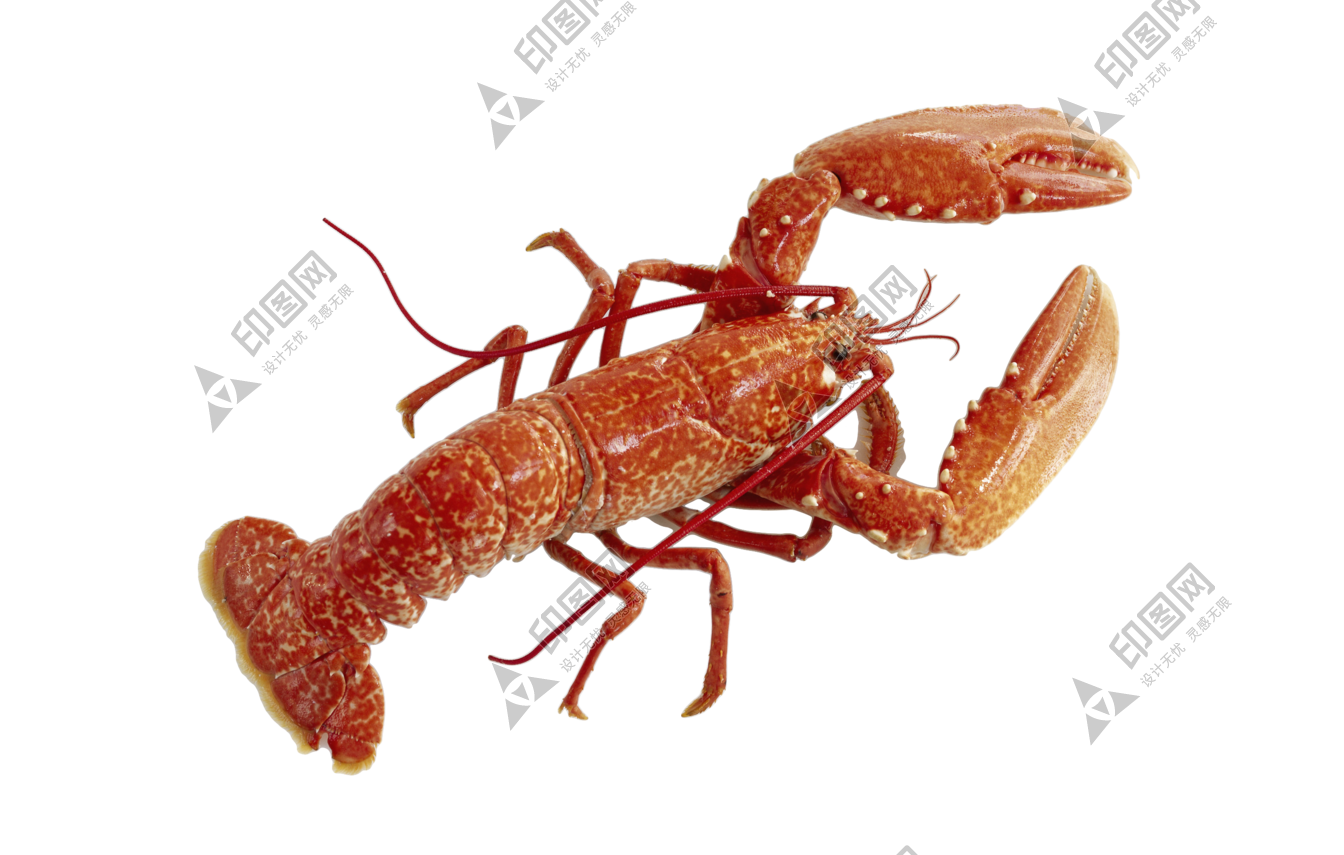 紅色_龍蝦_小龍蝦_蝦_lobster_lobster