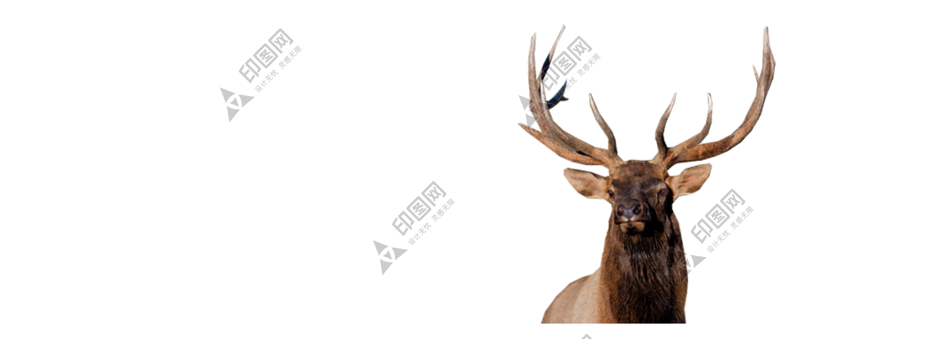 麋鹿_駝鹿_罕達(dá)犴_moose_moose