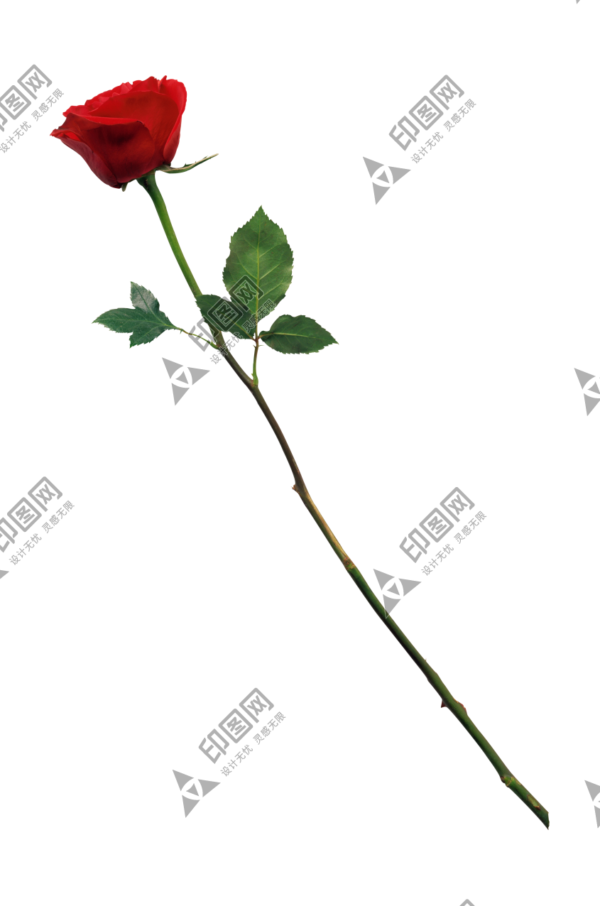 玫瑰_蔷薇_花朵_花_玫瑰花_rose_rose