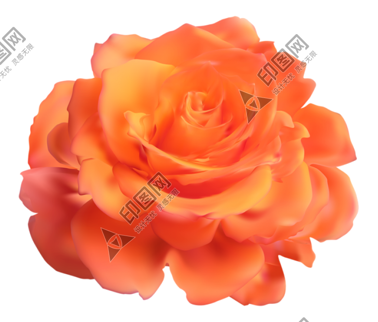 玫瑰_薔薇_花朵_花_玫瑰花_rose_rose