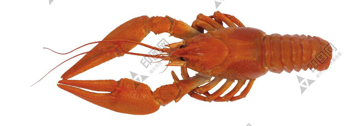 紅色_龍蝦_小龍蝦_蝦_lobster_lobster