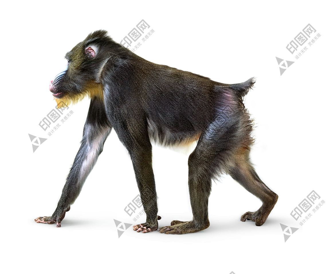 猴子_猴_monkey_monkey