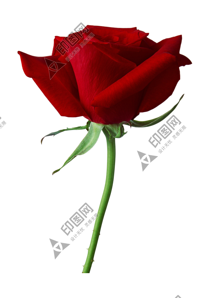 玫瑰_薔薇_花朵_花_玫瑰花_rose_rose