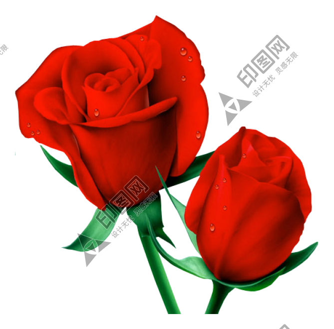 玫瑰_蔷薇_花朵_花_玫瑰花_rose_rose