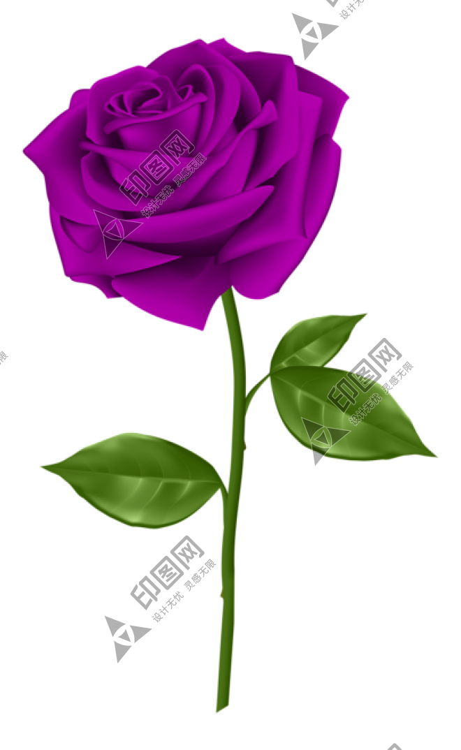 玫瑰_薔薇_花朵_花_玫瑰花_rose_rose