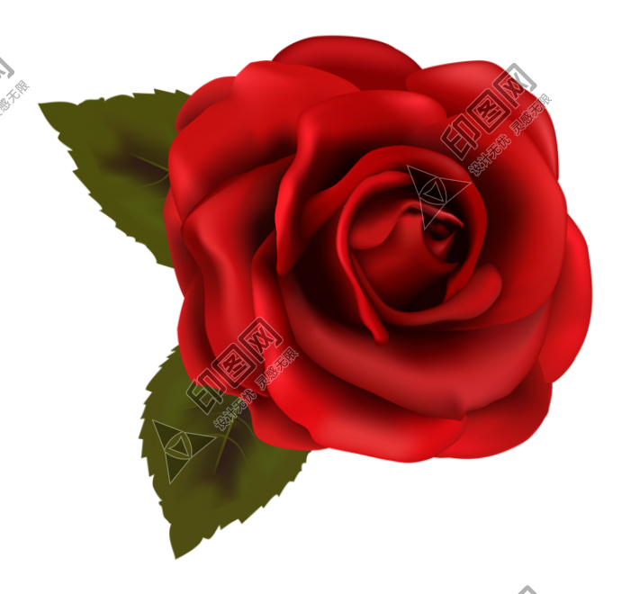 玫瑰_薔薇_花朵_花_玫瑰花_rose_rose