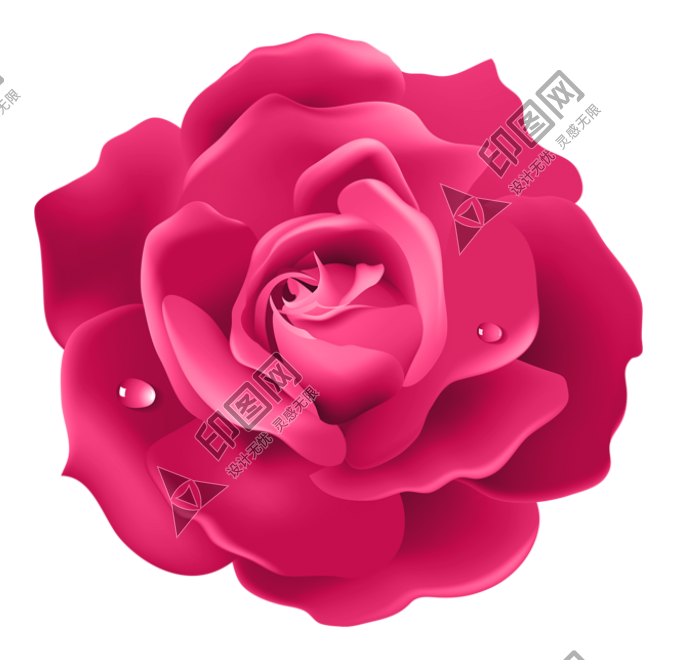 玫瑰_蔷薇_花朵_花_玫瑰花_rose_rose