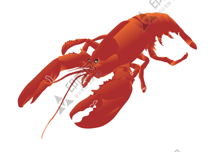 红色_龙虾_小龙虾_虾_lobster_lobster