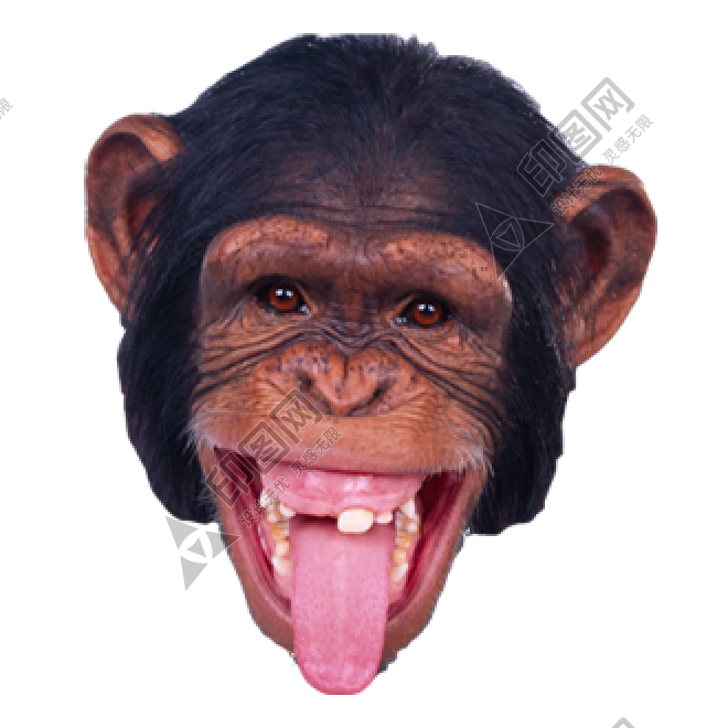 猴子_猴_monkey_monkey