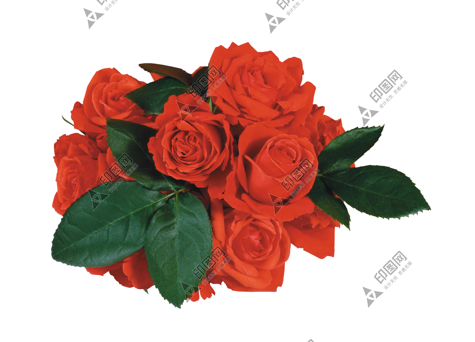 玫瑰_蔷薇_花朵_花_玫瑰花_rose_rose