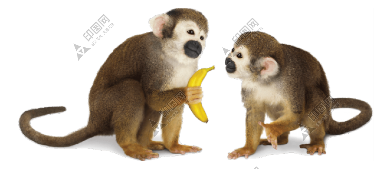 猴子_猴_monkey_monkey