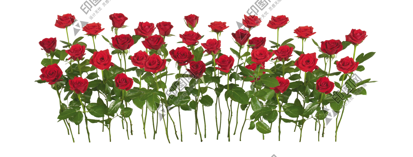 玫瑰_薔薇_花朵_花_玫瑰花_rose_rose