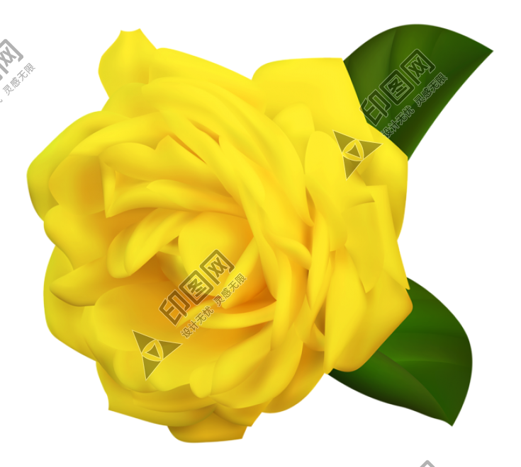 玫瑰_蔷薇_花朵_花_玫瑰花_rose_rose